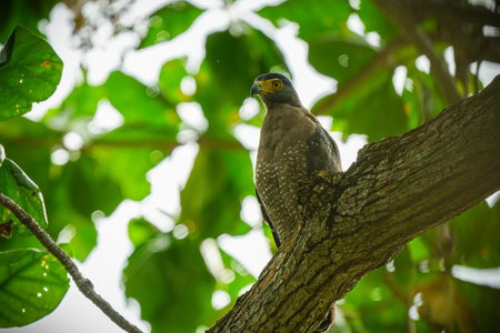 Crested Serpent Eagle perched on a tree branch looking alert. Powerful raptor with distinctive...