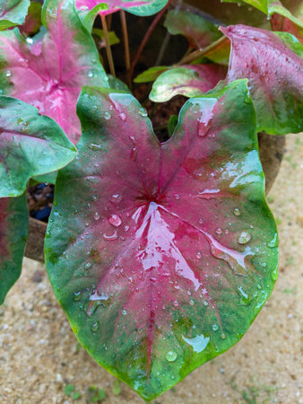 Vibrant Pink and Green Caladium Bicolor Leaves with Sparkling Water Droplets After Rain - Tropical Elephant Ear Plant Foliage Macro Photography for Nature Designの写真素材