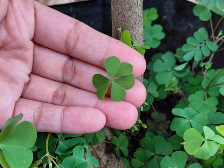 Small Green Wood Sorrel (Oxalis) Three-Leaf Clover Held in Hand | Tiny Heart-Shaped Emerald Foliage...