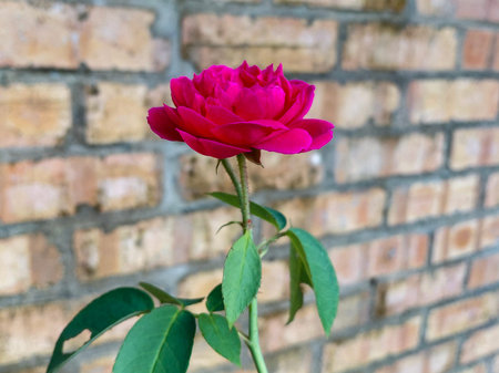 Elegant Magenta Pink Rose Flower in Bloom Against a Rustic Red Brick Wall Background | Beautiful Miniature Rose Plant with Green Leaves and Thorny Stem for Home Garden Photographyの写真素材