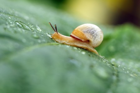 Garden snail on fresh green leaf.の写真素材