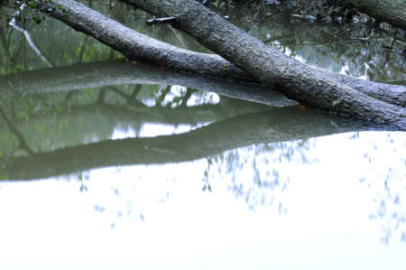 Tree trunks lying in the waterの写真素材