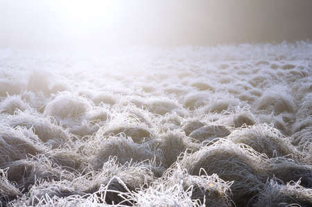 Frost on the grass illuminated by the morning sunの写真素材