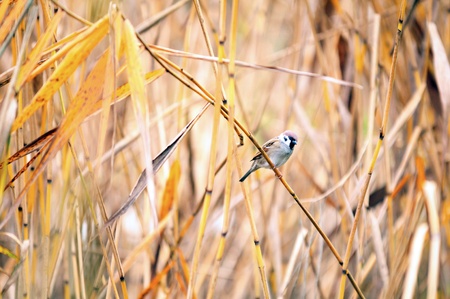 Autumn grass and there hidden Tree Sparrowの写真素材