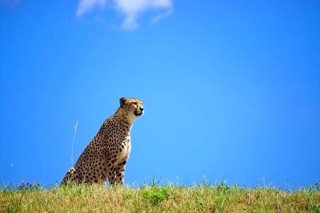 Cheetah sitting and watching what is happening aroundの写真素材