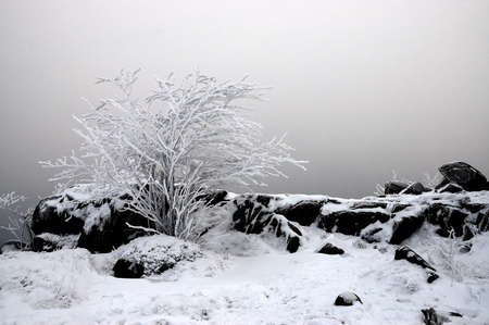 Bush and grass and rock covered with snowの写真素材