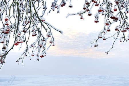 Rowan tree covered with snow in the parkの写真素材