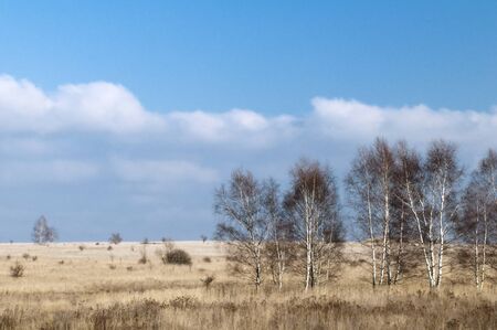 Autumn landscape with fields and birch treesの写真素材