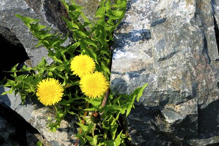 Dandelion blooming in the spring among the rocksの写真素材