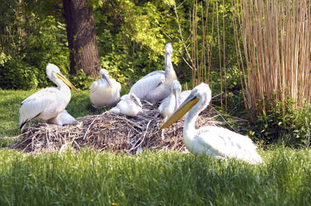 Dalmatian Pelicans in a nest guarded by youngの写真素材
