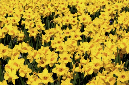 Narcisuss bed full of yellow in springの写真素材