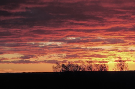 Red sunset and birch trees silhouetted on the horizonの写真素材