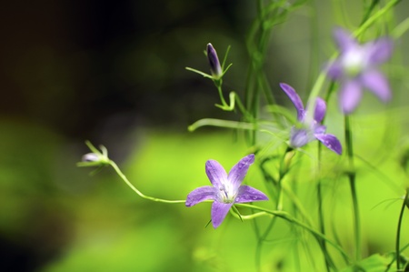 Bellflower flowers in a meadow in summerの写真素材