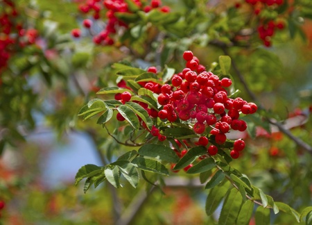 A Bright rowan berries on a tree in summeraの写真素材