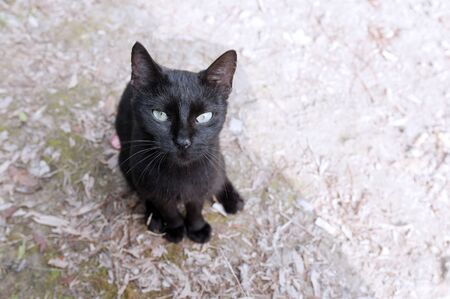 the seated black cat with green eyesの写真素材