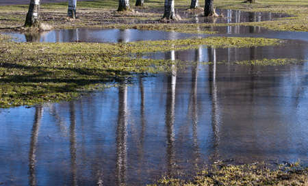 Birch trees reflected in puddles in the park in spring