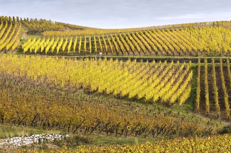 Looking to the valley with vineyards in autumnの写真素材