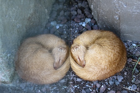 Slender mongoose sleeping and its reflection in the glassの写真素材