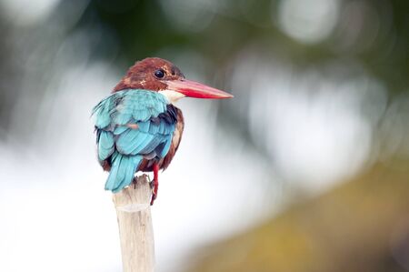 The kingfisher sitting on a tree branchの写真素材