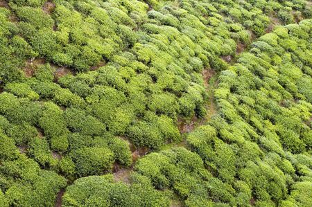 Closeup of patterns from trees on a tea plantationの写真素材