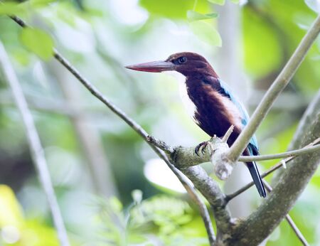 The kingfisher sitting on a tree branchの写真素材