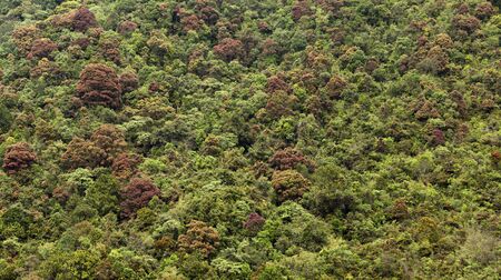 Photographs of green and brown tree crowns