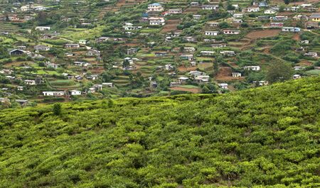 Shot of the countryside with tea plants and vegetable gardensの写真素材