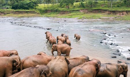 Herd of elephants bathing in the river, Sri Lankaの写真素材