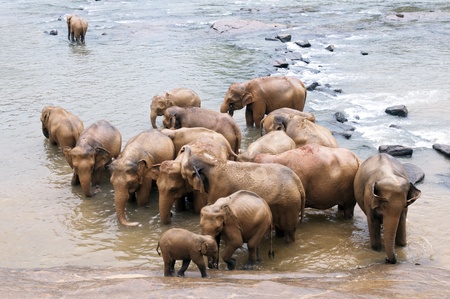 Herd of elephants bathing in the river, Sri Lankaの写真素材
