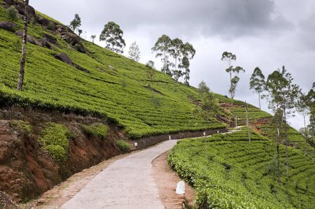 Shot of the countryside with tea plants and pathの写真素材