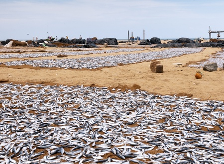 Drying fish on the sandy seashore, sri lankaの写真素材