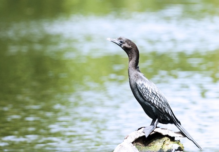 Cormorant sitting on a branch and watching the neighborhoodの写真素材