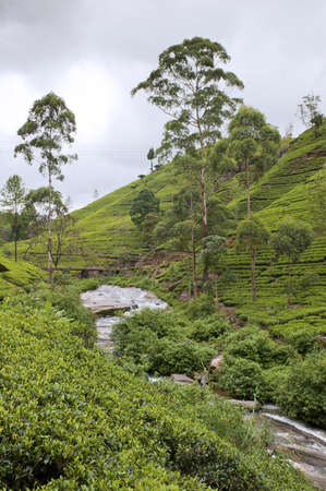 Shot of the countryside with tea plantsの写真素材