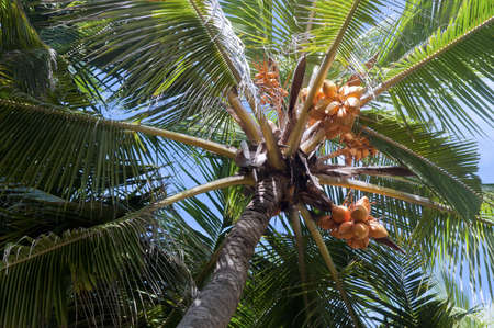 Looking to the crown of palm with coconutの写真素材