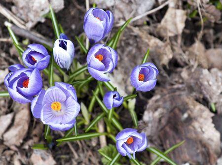 Violet crocuses blooming in early spring bedの写真素材