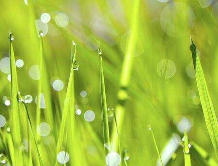 An abstract green grass background with drops of waterの写真素材