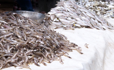 Stand with the fish market, Negombo, Sri Lankaの写真素材
