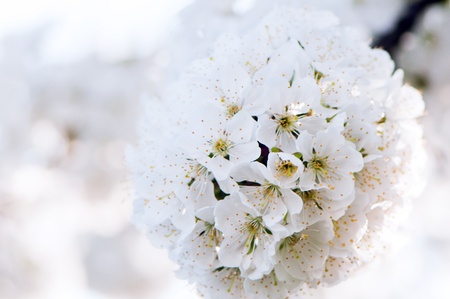 White flowering cherry blossoms in early springの写真素材
