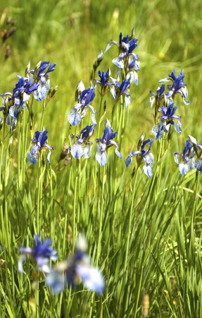 Iris sibirica flowers in a meadow in late springの写真素材