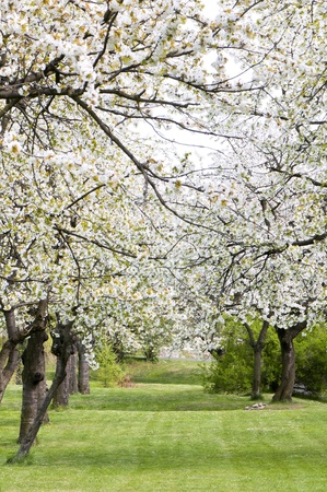Cherry trees blooming in the spring in the parkの写真素材