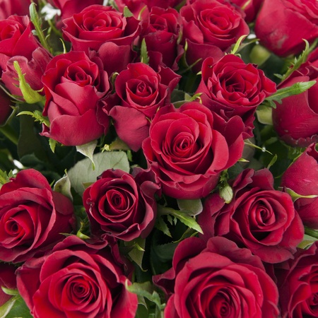Closeup on the bouquet of red rosesの写真素材