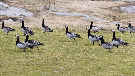 Black geese grazing on the lawn in the parkの写真素材