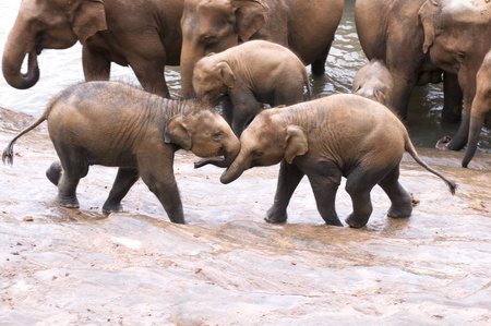 Young Elephants playing on the banks of the riverの写真素材