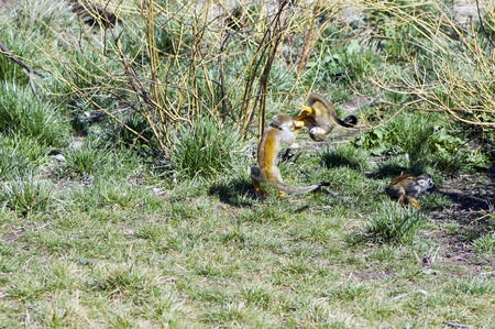 Playing young Common Squirrel Monkeys on grassの写真素材