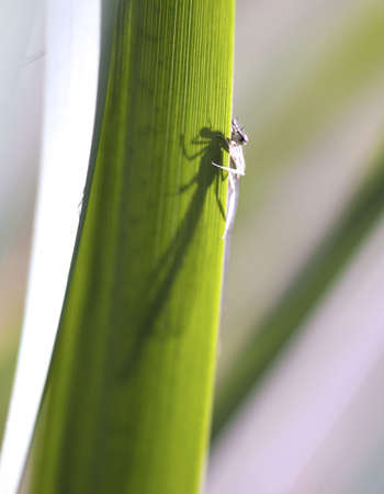 Dragonfly sitting on a blade of grass, closeupの写真素材