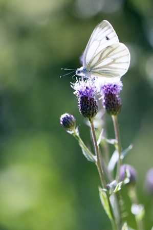 White butterfly sitting on a on thistle flowerの写真素材
