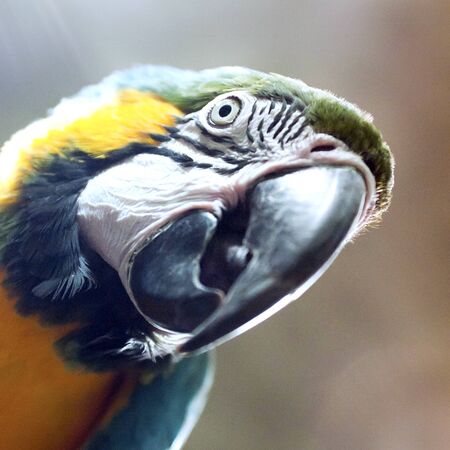 Detail of head parrot, Blue and yellow Macawの写真素材
