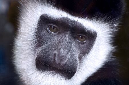 Portrait of Mantled guereza, know as black-and-white colobus