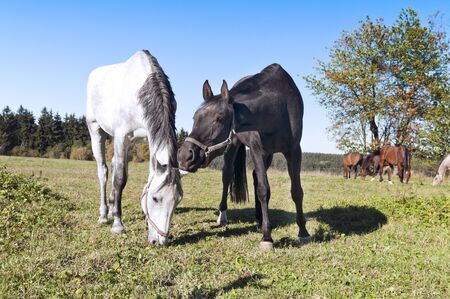 The horses in a small herd to pastureの写真素材