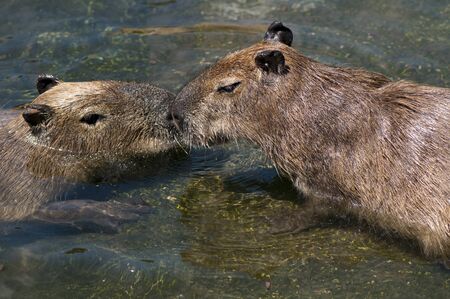 Two capybaras in the water, close-up on their headsの写真素材